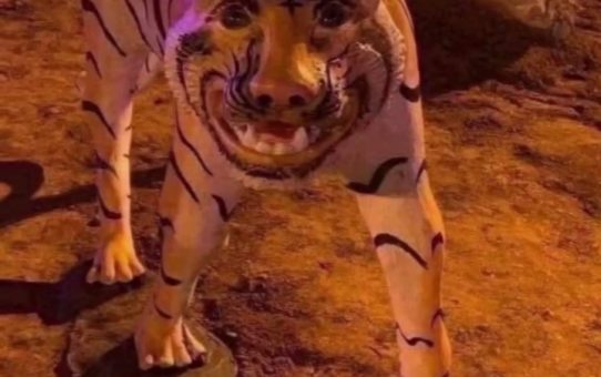 A fearsome tiger🤣